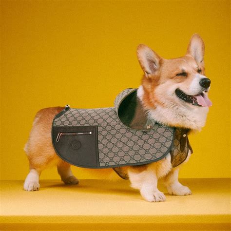 gucci shirt for dogs|gucci dog collection.